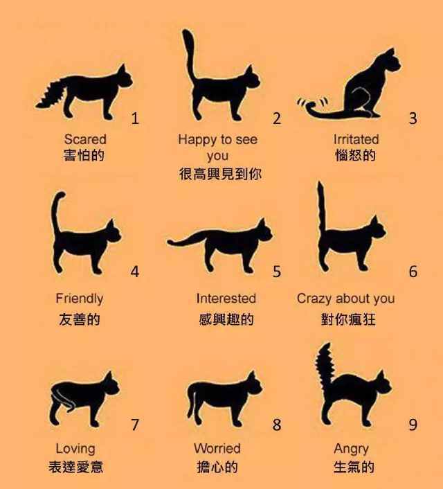 猫的第二个重要感官:尾巴的秘密是什么?拉猫尾巴真的会拉肚子吗?