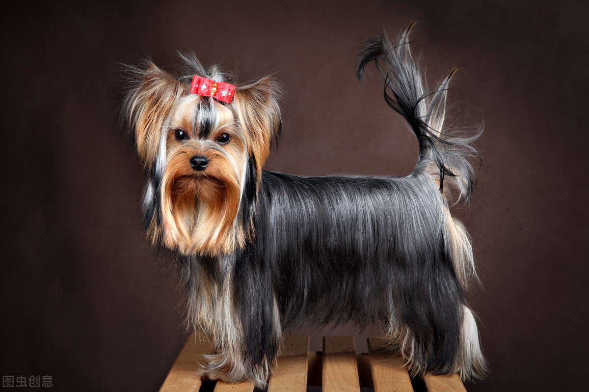 因产于英国东北部约克郡而得名,故又称约克郡,约瑟犬,约瑟猩.