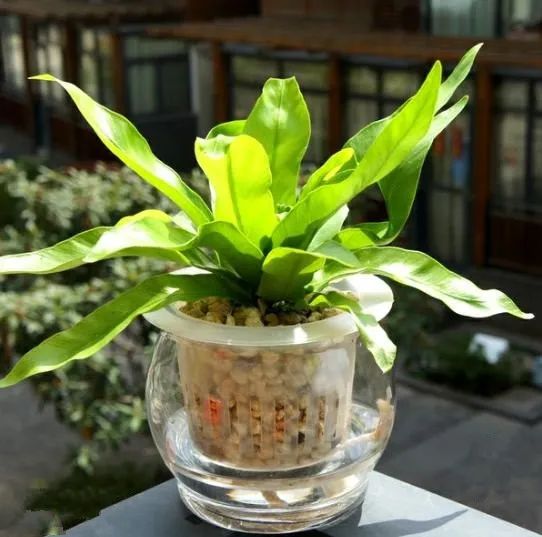 常见50种植物（50种常见的室内盆栽绿化植物）