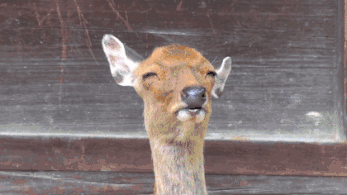 奈良小鹿一年伤了209人！8人骨折！原来鹿有这个反应是攻击的意思