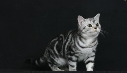 猫咪品种介绍：美短的花色，折耳的外表，属于什么品种