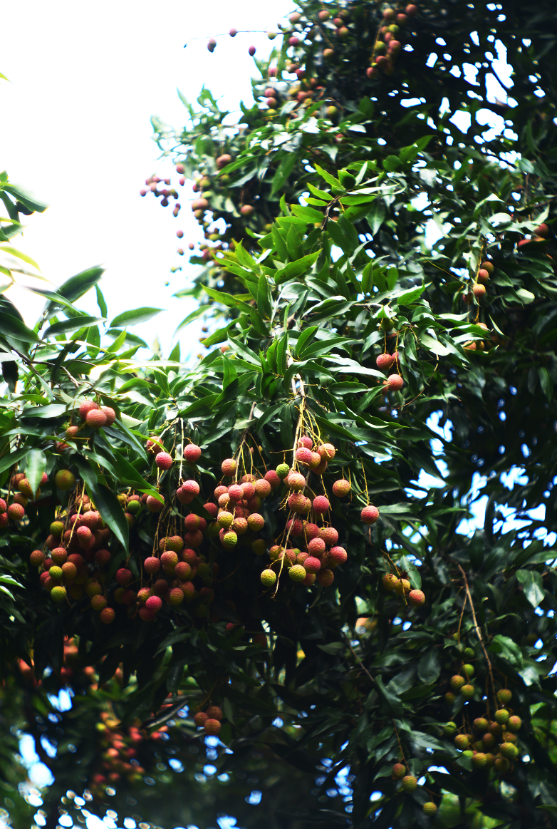 “西北不愁吃喝大学”，又来了