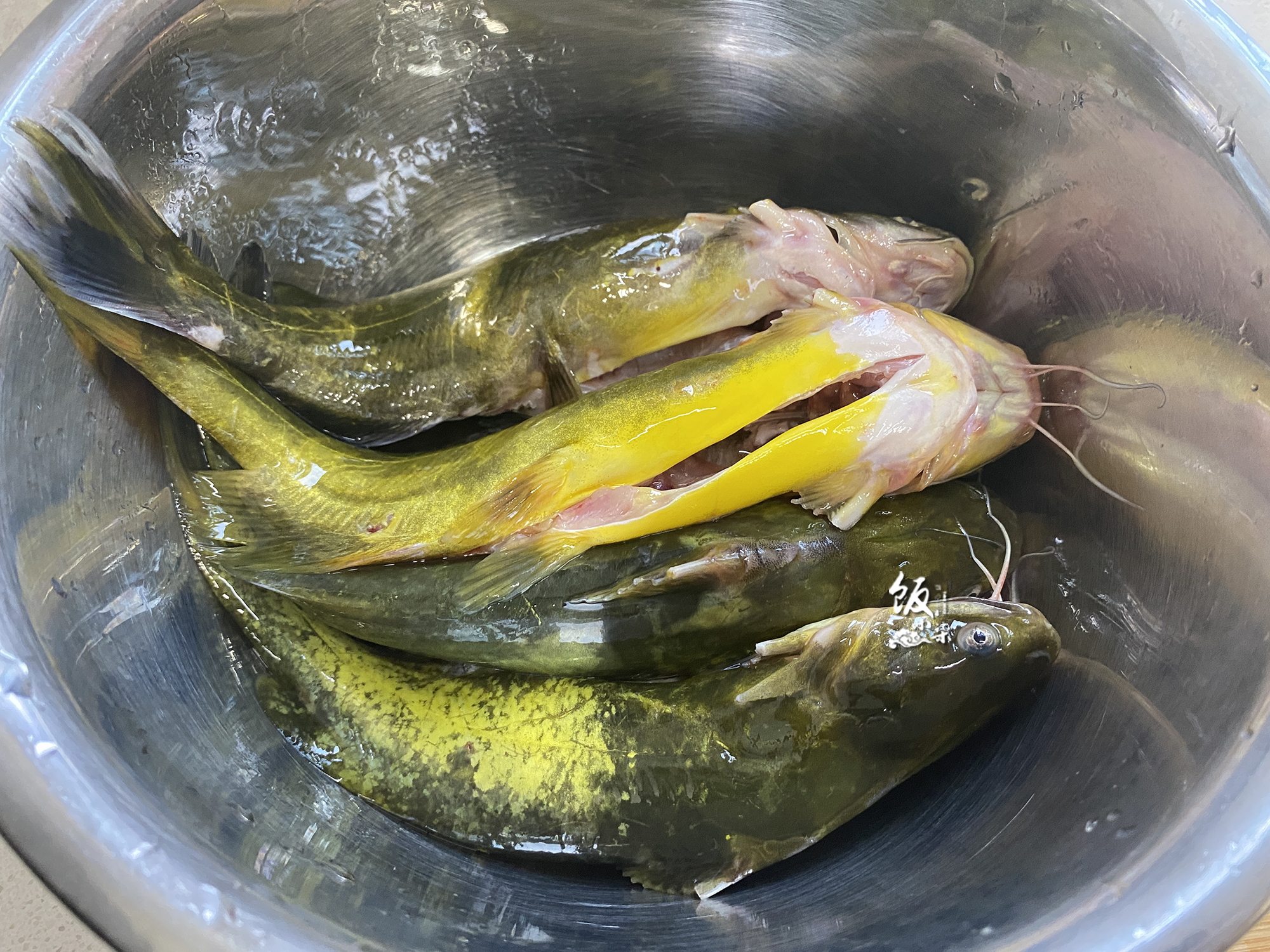 黄辣丁图片(黄骨鱼要不要去掉黄皮) - 赤虎壹号