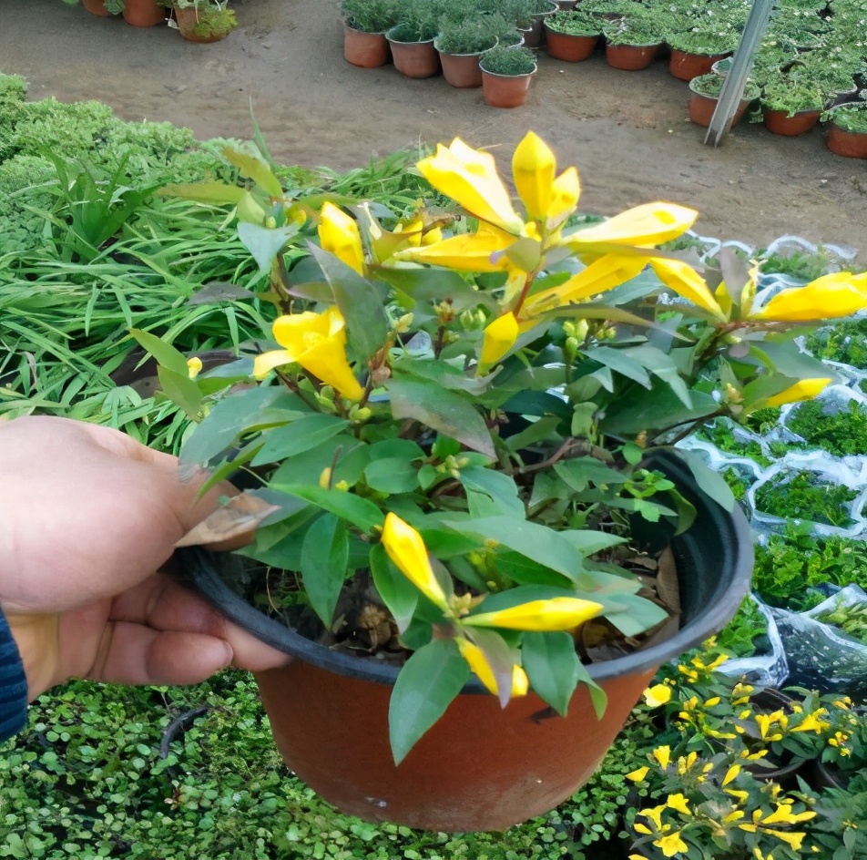 你养的花，可能是“毒花”，盘点8种常见毒花