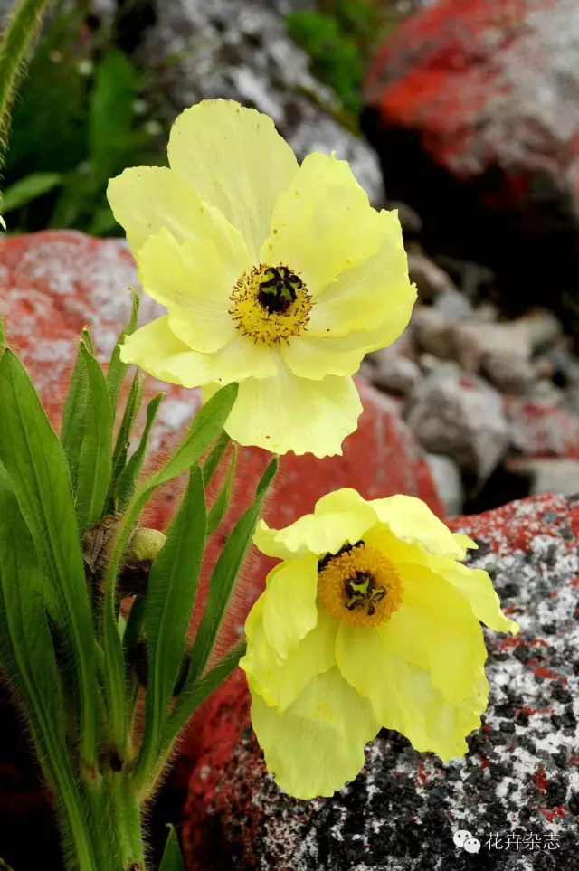 中国野花观花地点推荐