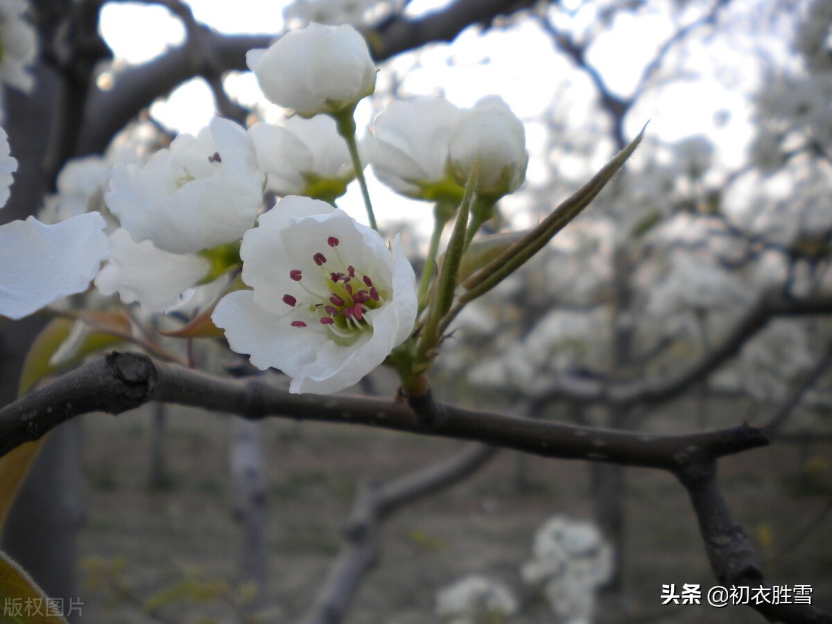 梨花比喻什么样的人（梨花比喻什么样的女人）-第4张图片-巴山号