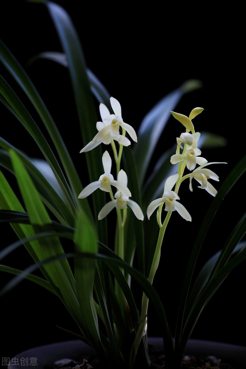 现在入手建兰,能带花苞尽量带花苞,很快有花欣赏