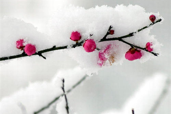 雪中梅花：日暮诗成天又雪，与梅并作十分春