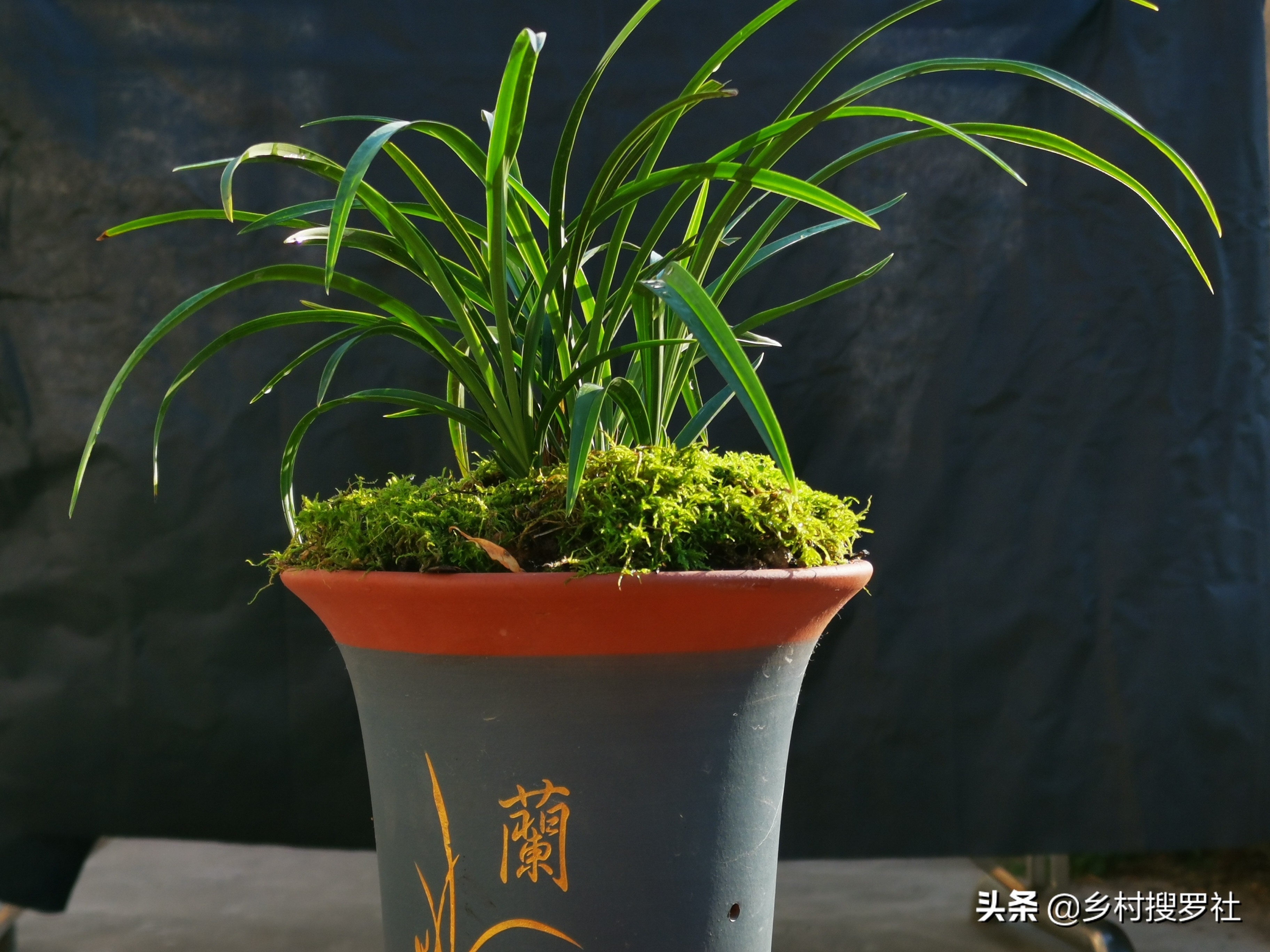 巧用氮肥，让兰花叶片肥厚墨绿？兰友说：尿素的高效使用法并不难