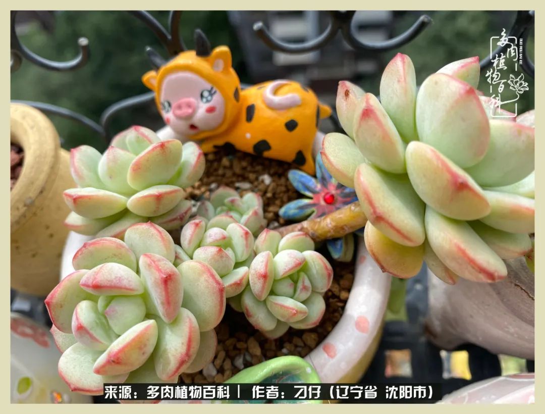 三年时间,多肉能养成什么样?