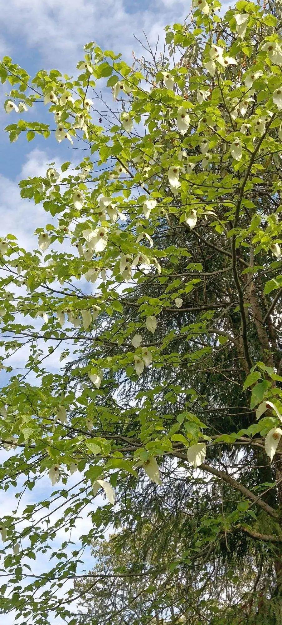 喜树喜树,别名:旱莲,水桐树,蓝果树科喜树属植物,是我们国家特有的单