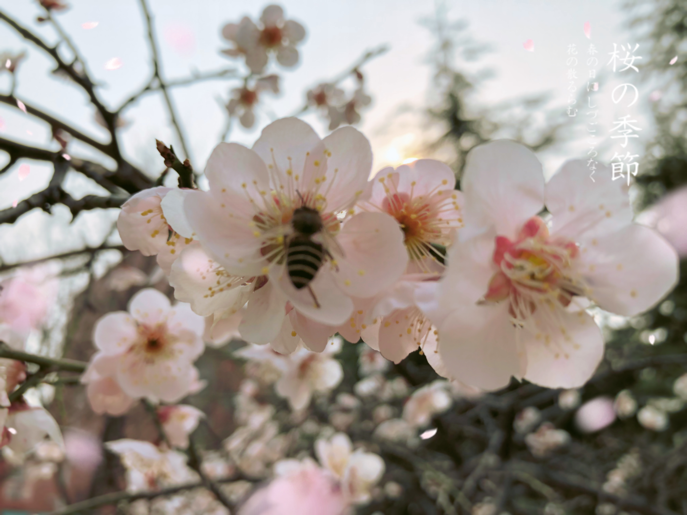 有花堪折直须折，莫待无花空折枝（毁掉一段关系，就是这么简单）