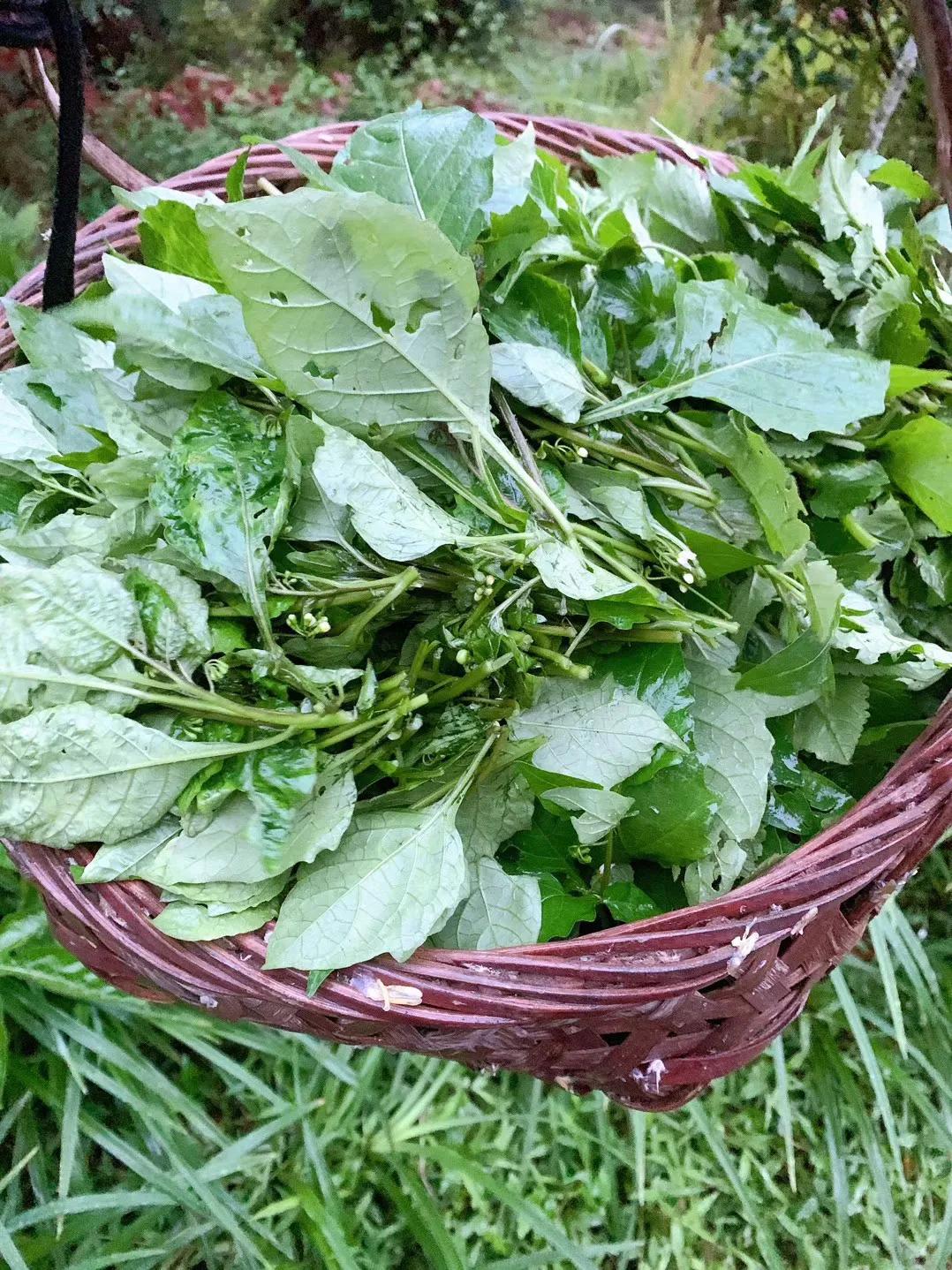 41种常吃的野菜,人间至味～你认识哪个野菜呢?