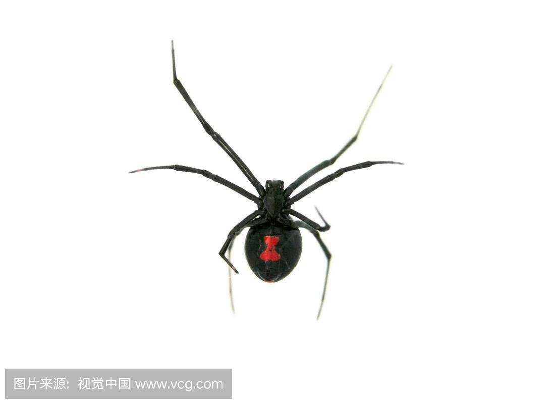 世界上最厉害的昆虫（世界昆虫最强排行前十榜单分享）