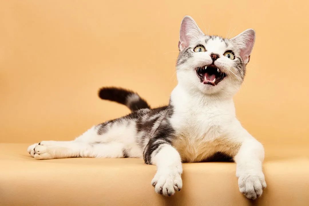 世界上最乖巧的10种猫咪，据说无人能抵挡住它们的温柔