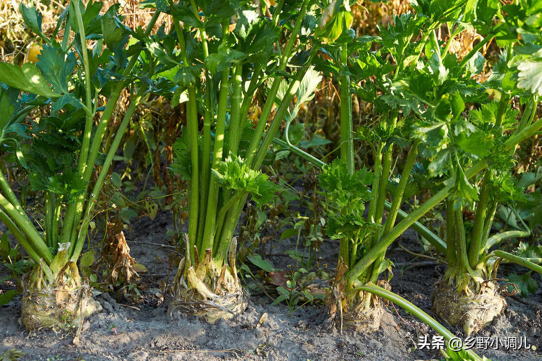 喜陰的蔬菜(大樹下種什麼菜好?盤點5種耐陰的蔬菜,好種又好吃)