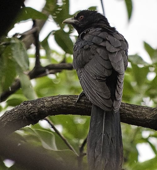其实有种鸟常常在清明前后出现,它的叫声特别恐怖,被人们称作为鬼鸟.