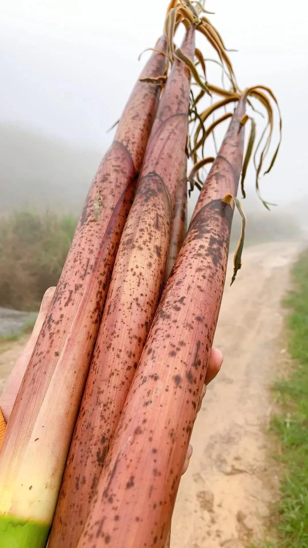 野菜的种类和图片大全(41种常吃的野菜) - 赤虎壹号