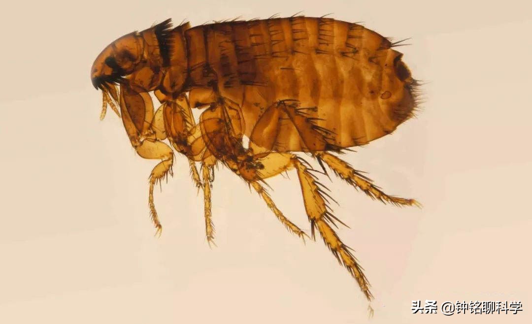同人类共演化，解开人类“褪毛之谜”的虱子，现如今怎么消失了？