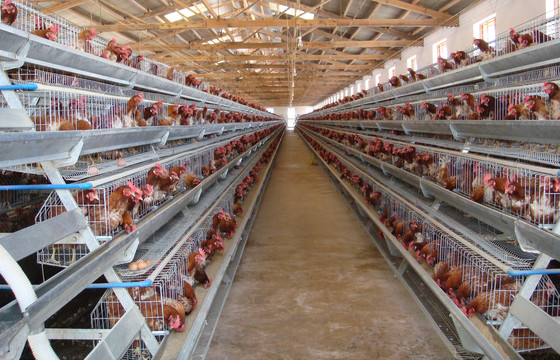 箱式立体养殖属于高科技设施农业设施农业表示不背锅