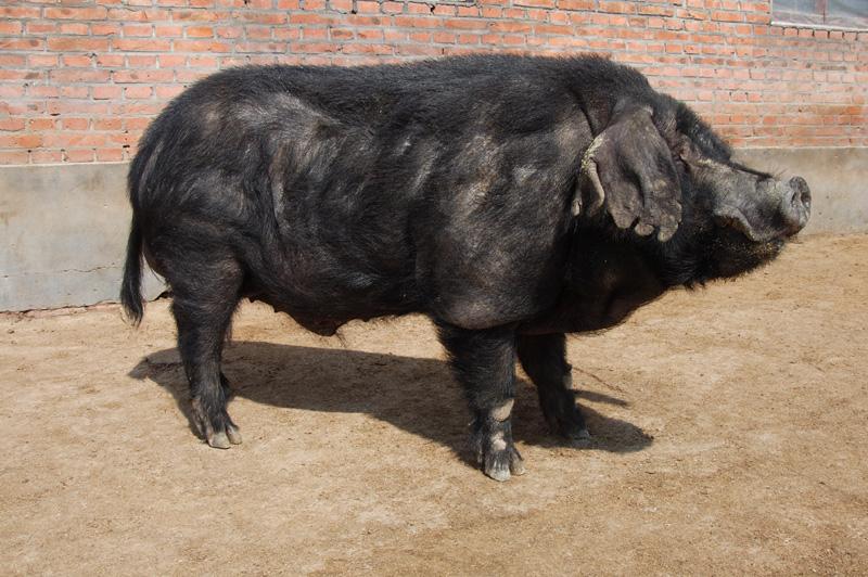 皱纹的八眉猪:善于到处跑的淮猪:目前有培育苏淮猪和新淮猪两个品种