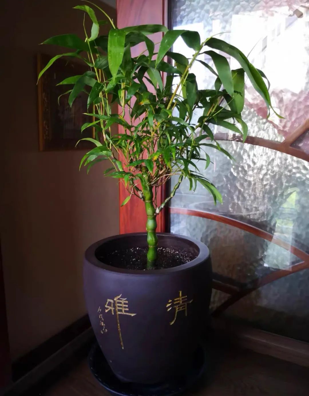 广东的竹子怎么养长得好「记得收藏」 