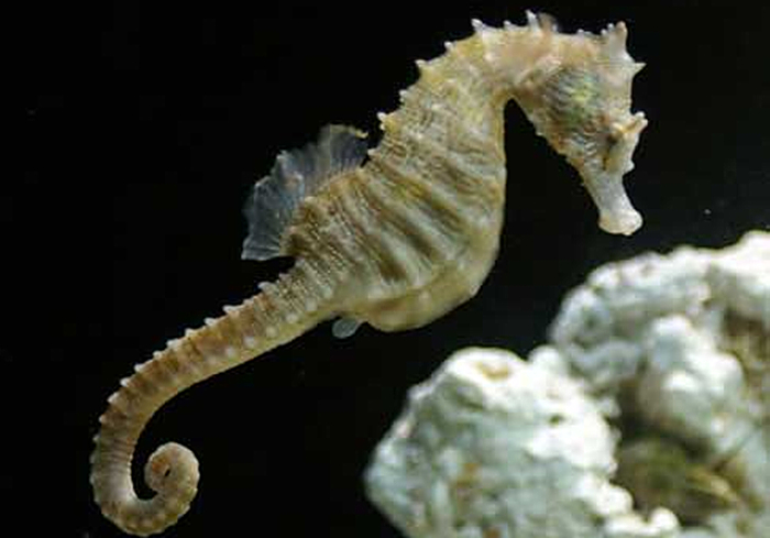 雄海马只是孵化器 海马为何是雄性孵化 - 情书号