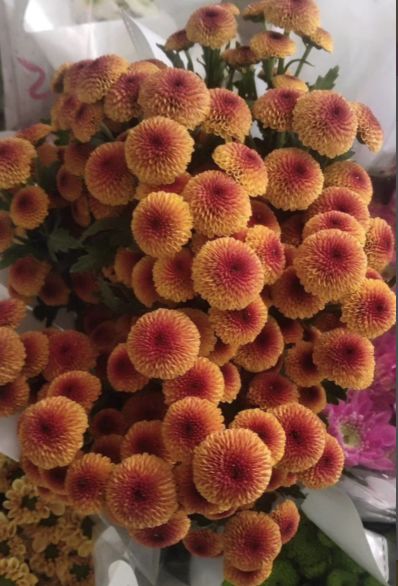 小雏菊花期（小雏菊花期较长养护得当可更长）