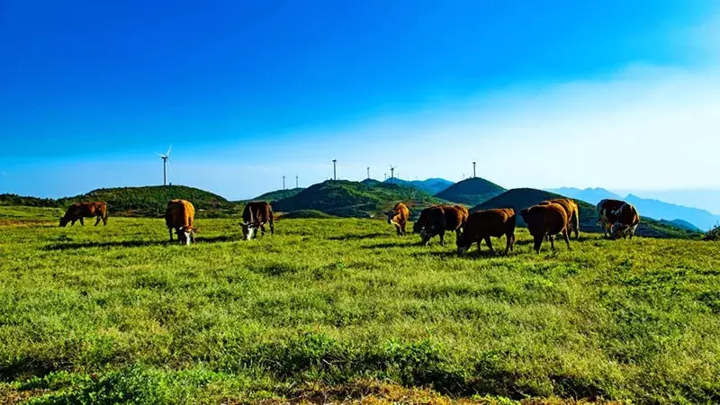 利川旅游景点排名（利川有哪些好玩的地方）-第16张图片-巴山号