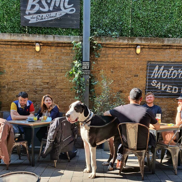 35张罕见的“大”照片，鸭子1米高，鸡只要够大也能看家护院