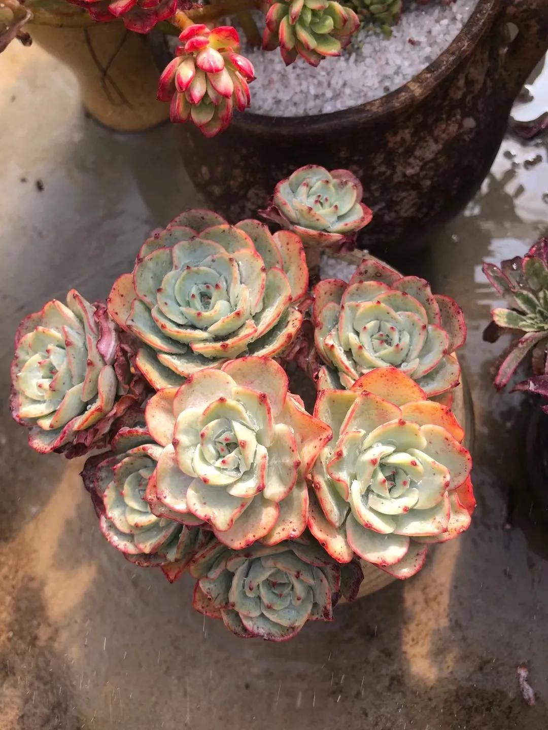 春季是多肉植物的快速生长期!做好4个环节,多肉美艳,更早爆盆