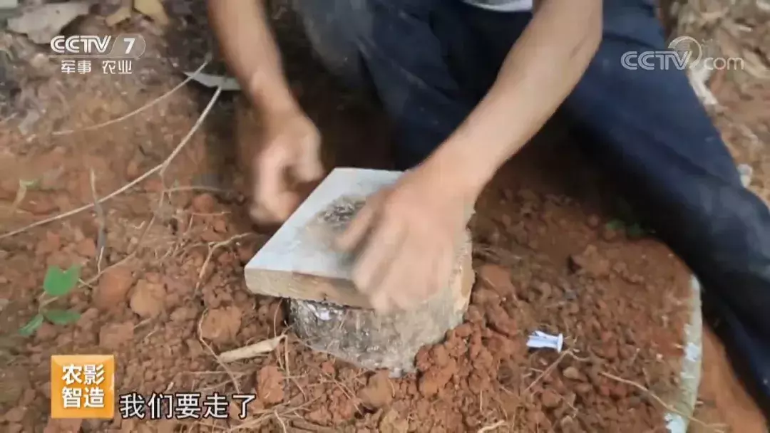 挖个坑,埋点土,秋后抬回两千万!蜂农中的绝命毒师