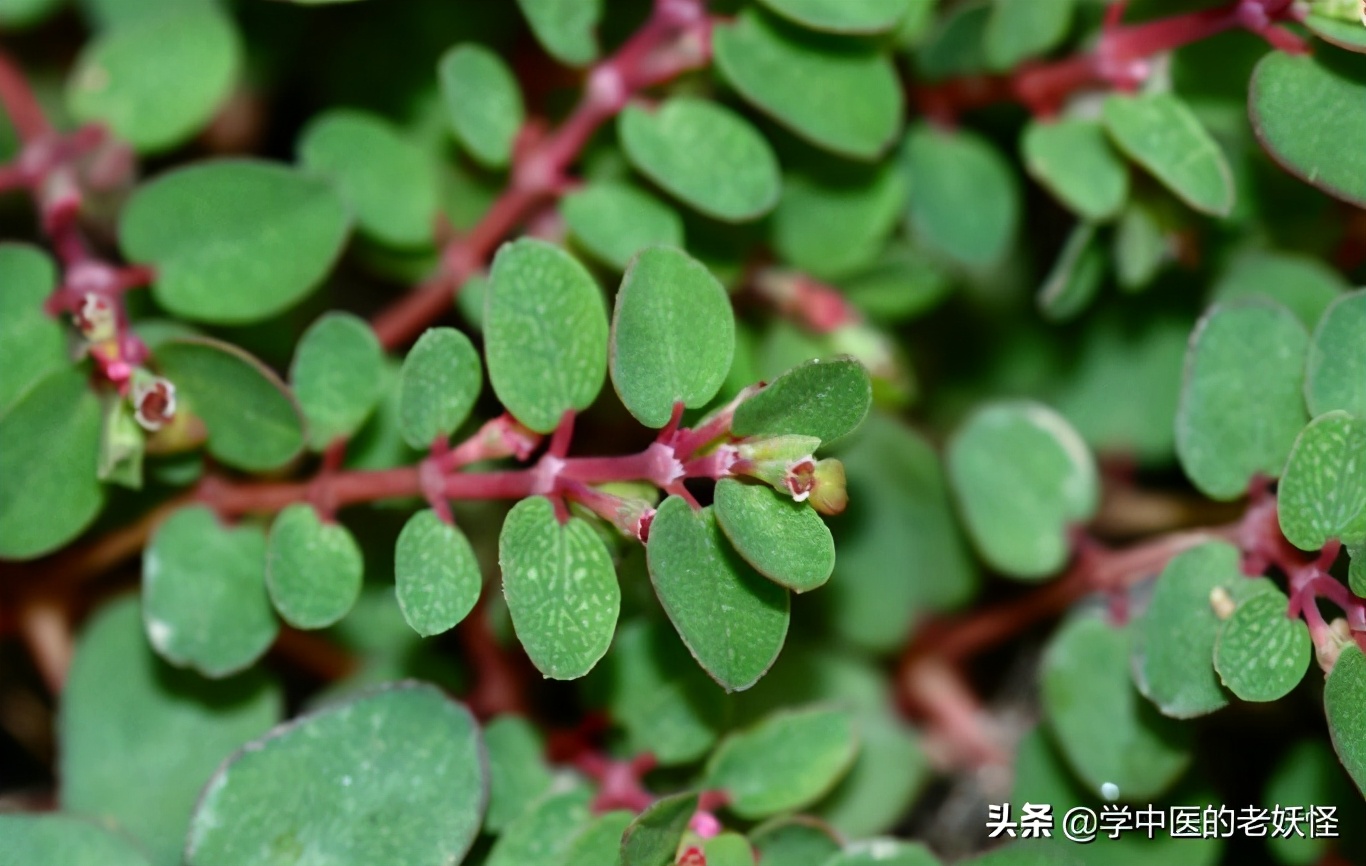 地锦草的功效与作用 地锦草中药别名-徐拾记官网