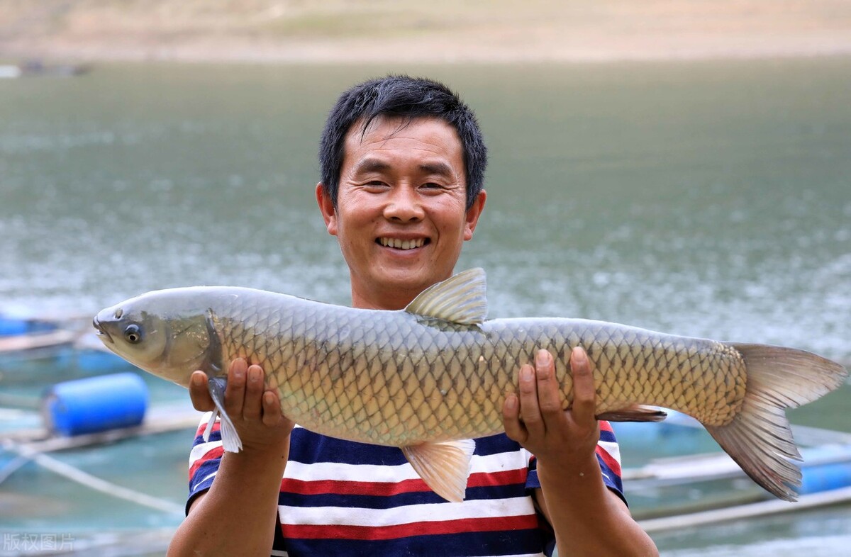 淡水鱼不够吃了？鲫鱼价格涨至23元/斤，鱼比猪贵，今年咋了？