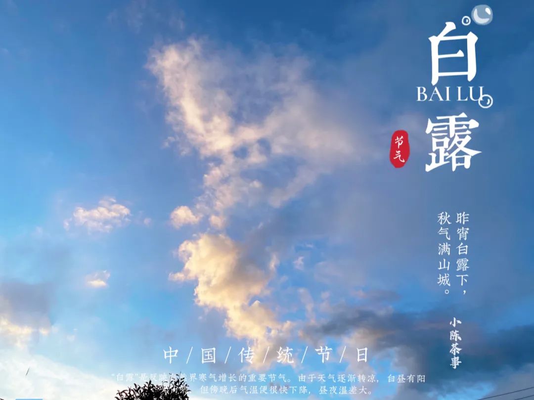 蒹葭苍苍，白茶生霜，在白露节，谱一曲2021年白露茶的丰腴甘润