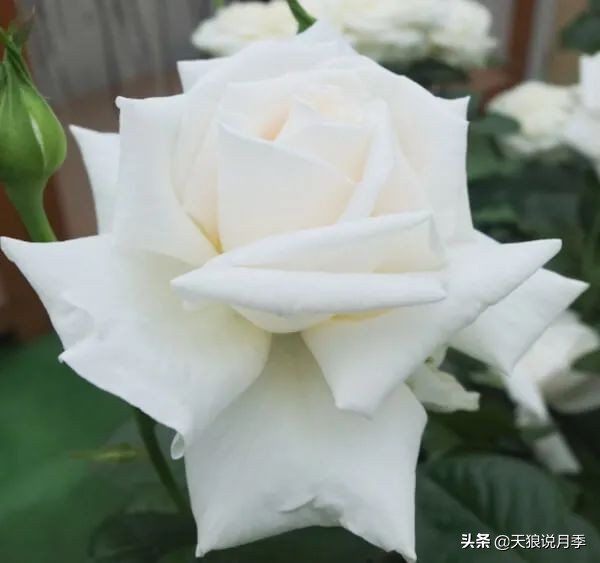 2020世界新品月季大赏，一起来看看都有哪些值得期待的新品种