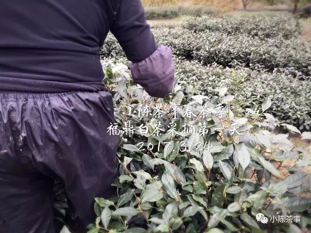 春茶季的朋友圈，尽是娇艳的少女，却忽视了主角，采茶的老阿姨们