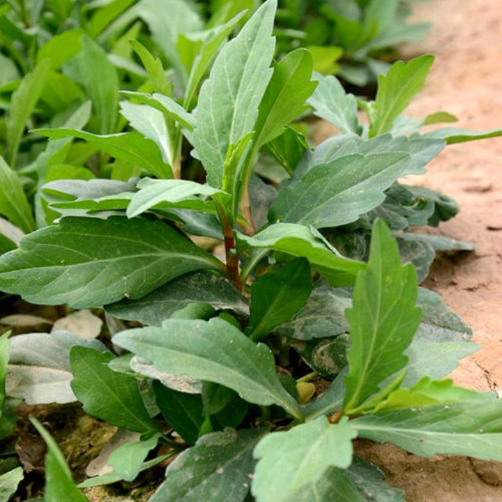 马兰头野菜花图片图片