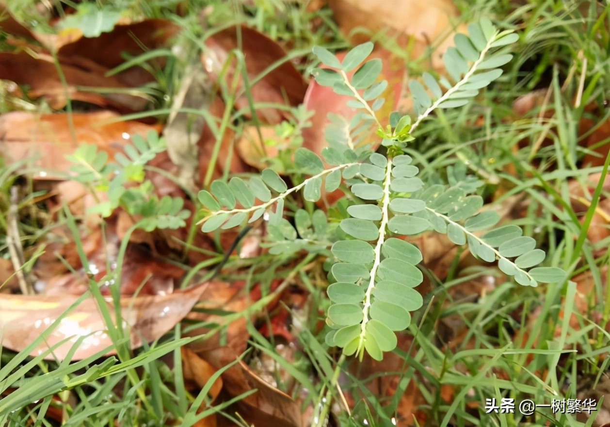 钝或急尖而形成小尖头;叶片下面呈灰绿色,近叶片边缘生有1-3列短粗毛