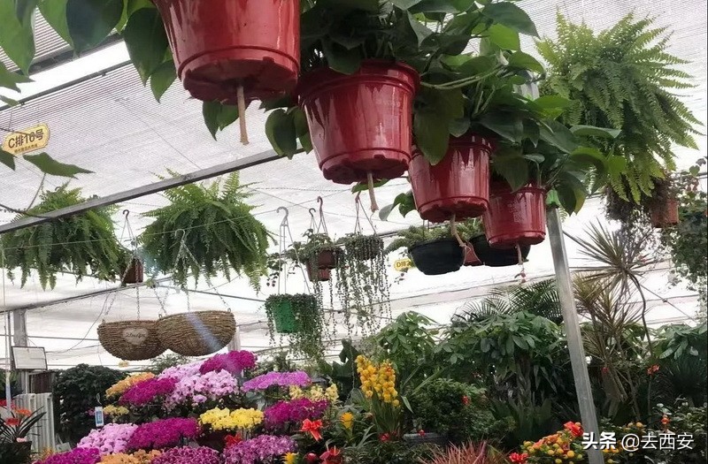新春买花去哪里？十元能买一堆多肉植物，看看西安这6大花卉市场