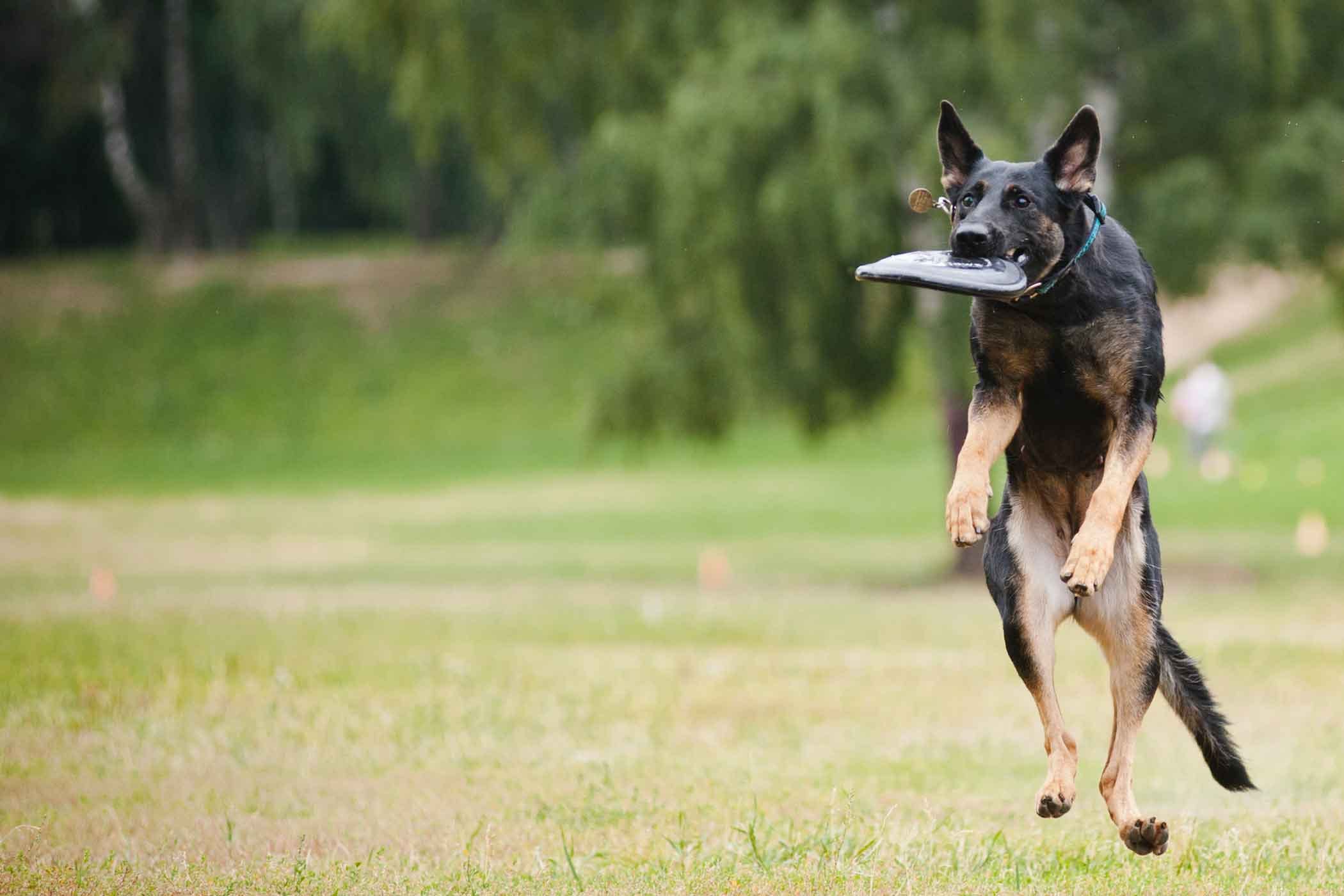 如何训练狗狗接飞盘并捡回来(抛接飞盘不止是边牧能玩的，只需2个步骤，你家狗狗也能做到)