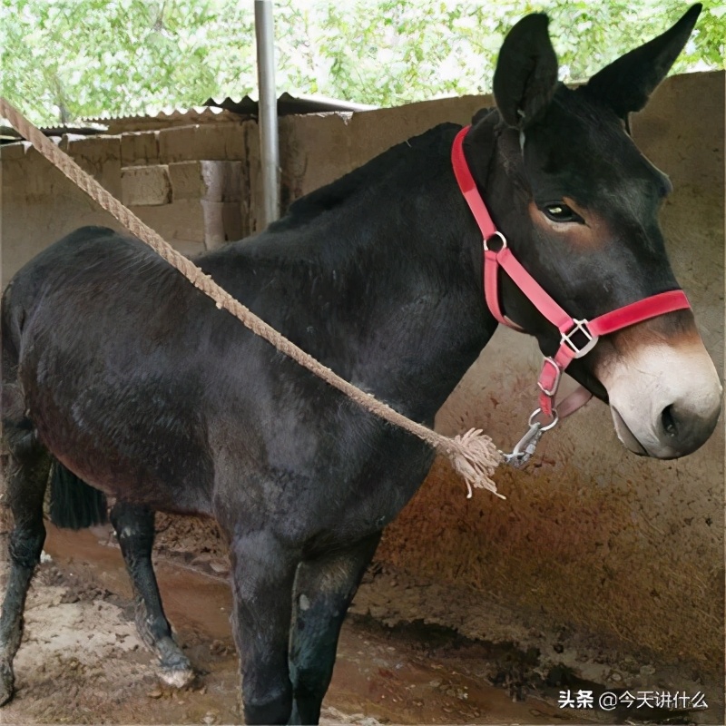 骆驼和马最快的奔跑速度是多少(中国古代的交通工具⑤——驴、骡、骆驼)