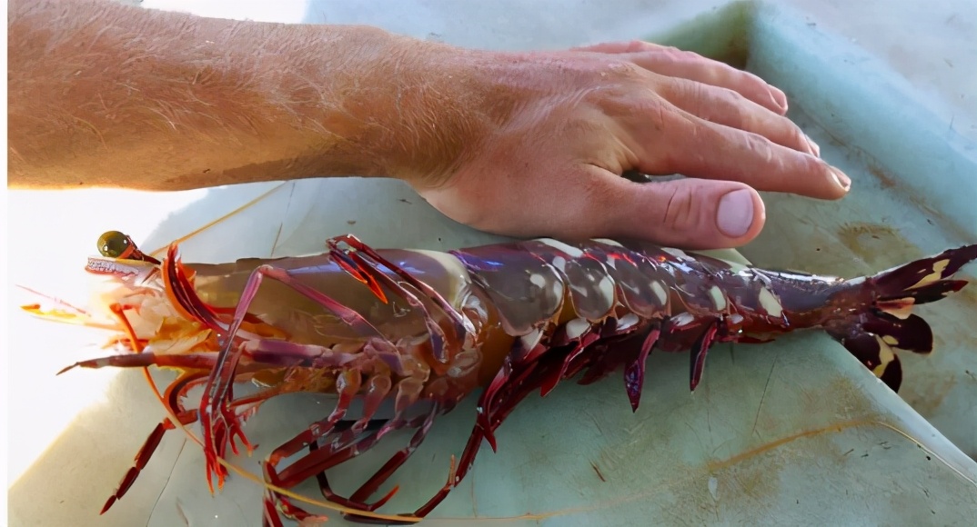 黑虎虾入侵美国，跟手臂粗，美国人无可奈何，中国却100多一斤