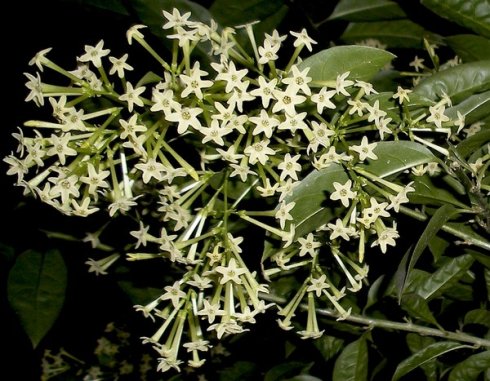 7种"香水花",养一盆满屋生香,开花180天,好看又贵气