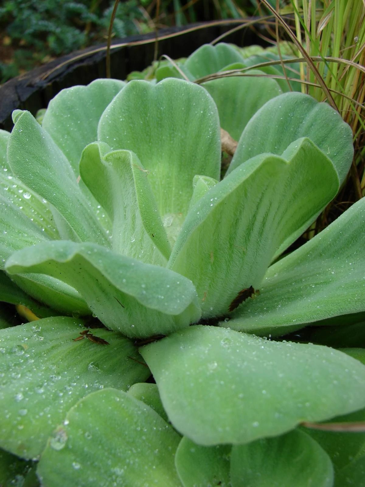 挺水植物有哪些品种（6种翠绿的浮水植物）