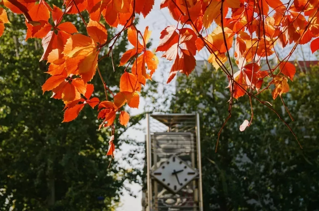 震撼!全国高校最美秋景大PK,哪所高校最最最惊艳?