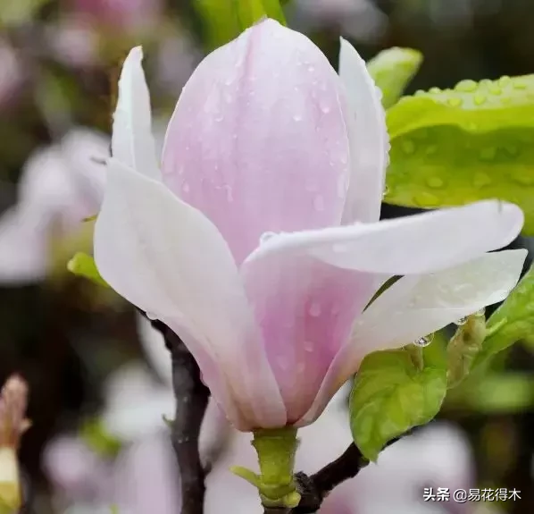 玉兰、紫玉兰、广玉兰、白兰花、木兰、望春、辛夷分别是什么花?