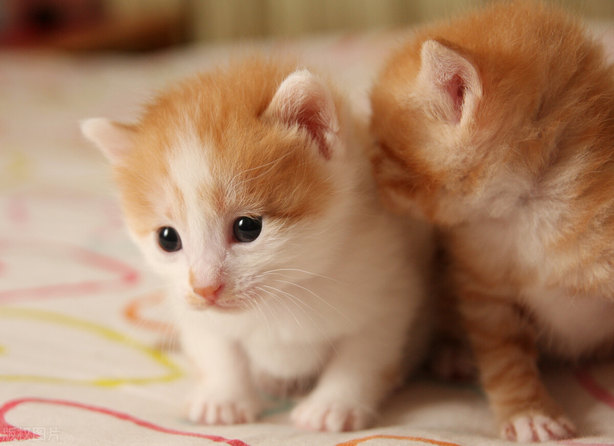 �������ԣ���ֻ���������б��������������������ı�ʲôȱ��