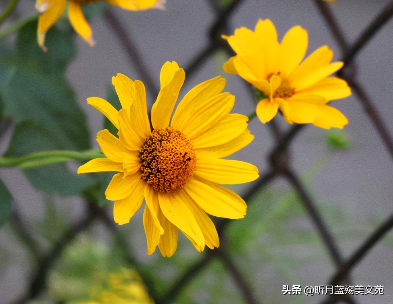 爱你如初，此生，有你足矣