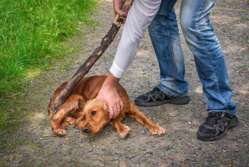 浙江一边牧遭比特犬疯狂撕咬，骨头被咬断，街头遇恶犬该怎么办？